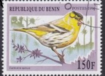Aves