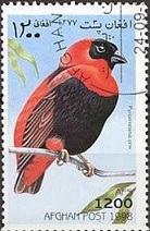 Afghanistan M#AF1816  1998 "Obispo rojo sureño"