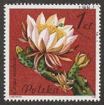 Polonia #2494  1981 "Suculenta cereus tonduzii en flor"