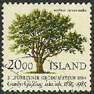 Islandia #608 1985