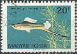 Hungria #1437 1961