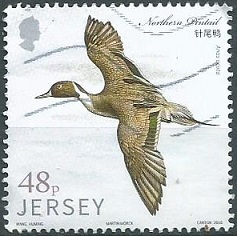 JERSEY Mi#2060  2016 "Pato Ánade rabudo del norte"