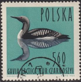 Polonia #1238  1964  "Colimbo de garganta negra"