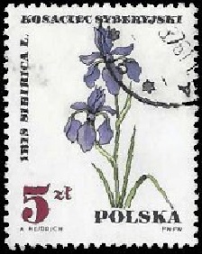 Polonia #1515 1967