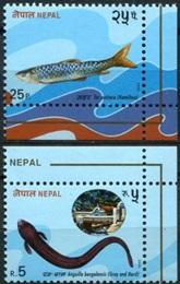 Nepal #517 y #519  1993 Nueva NH Scott $1.15 "Mahseer dorado y Anguila bengalensis"