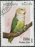 Laos #1313  1997  "Inseparable de cabeza gris"