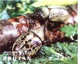 Bután #101a 1969 Nueva NH 3D "Escarabajo Hércules del Este"